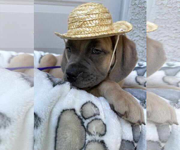 Medium Photo #6 Mutt Puppy For Sale in Goodyear, AZ, USA