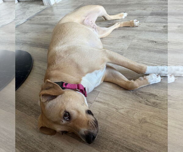 Medium Photo #12 American Pit Bull Terrier-Unknown Mix Puppy For Sale in Fargo, ND, USA