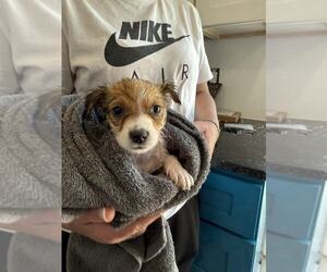 Chi-Corgi Dogs for adoption in MIDWAY, UT, USA