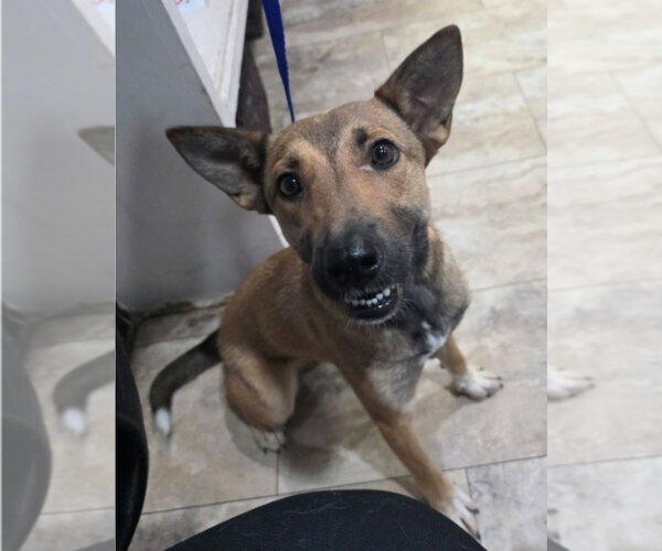 Medium Photo #3 German Shepherd Dog-Unknown Mix Puppy For Sale in Lakewood, CO, USA