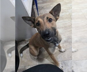 Fresca - Female German Shepherd Dog-Unknown Mix Dog for Adoption - Photo #3