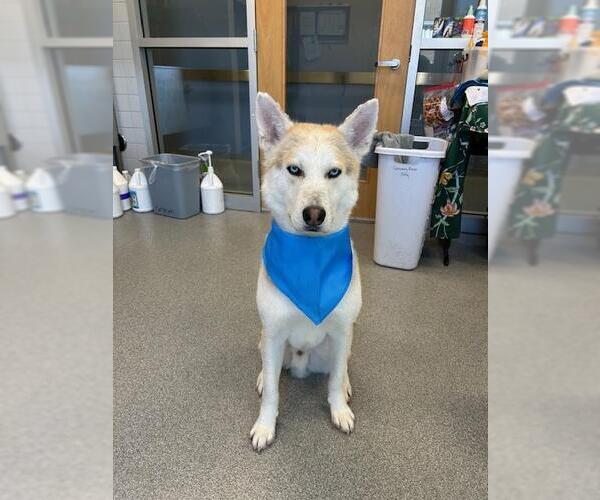 Medium Photo #2 Gerberian Shepsky Puppy For Sale in Orange, CA, USA