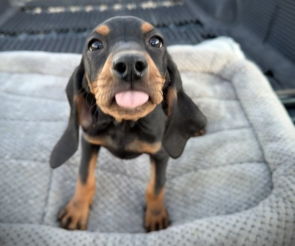 Medium Photo #18 Black and Tan Coonhound-Bluetick Coonhound Mix Puppy For Sale in OAK HILLS, CA, USA