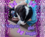 Small Photo #17 Australian Shepherd-Pembroke Welsh Corgi Mix Puppy For Sale in GALLEGOS, NM, USA