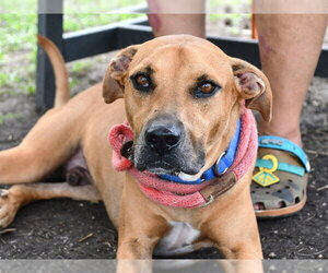 Mutt Dogs for adoption in Palmetto, FL, USA