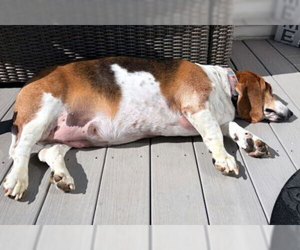 Medium Photo #2 Basset Hound Puppy For Sale in Deepwater, NJ, USA