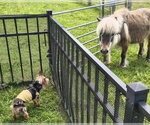 Small Photo #3 Mutt Puppy For Sale in Allentown,, PA, USA