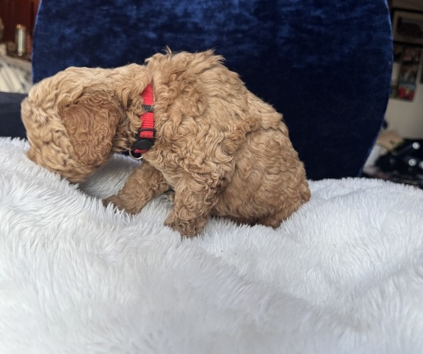 Medium Photo #49 Goldendoodle (Miniature) Puppy For Sale in SAN FERNANDO, CA, USA
