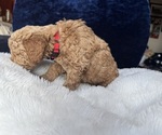 Small Photo #49 Goldendoodle (Miniature) Puppy For Sale in SAN FERNANDO, CA, USA