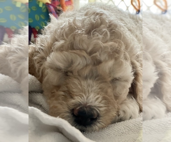 Medium Photo #3 Goldendoodle-Poodle (Standard) Mix Puppy For Sale in CLINTON TOWNSHIP, MI, USA
