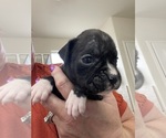 Puppy 3 Boxer