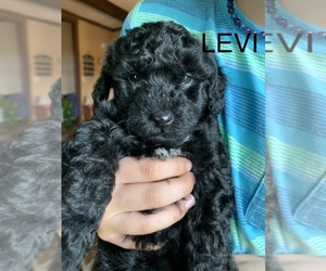 Poodle (Toy) Puppy for sale in SILER CITY, NC, USA