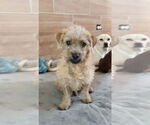 Small #2 Poodle (Miniature) Mix