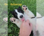 Puppy Buttercup Border Collie
