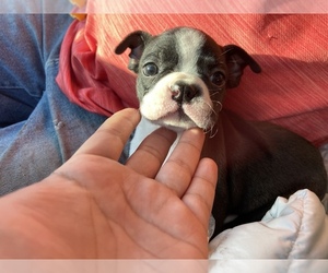 Boston Terrier Puppy for sale in LOCKHART, TX, USA