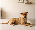 Small Labrador Retriever Mix
