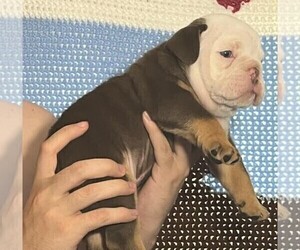 English Bulldog Puppy for sale in COLDWATER, MI, USA