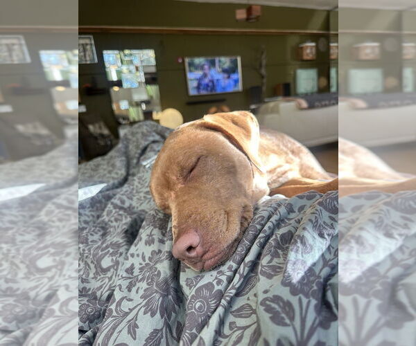 Medium Photo #10 Labralas Puppy For Sale in Brewster, NY, USA