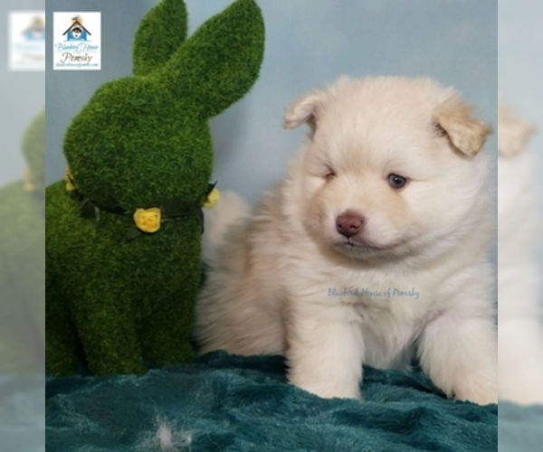 Medium Photo #26 Pomeranian-Pomsky Mix Puppy For Sale in RAMSEY, MN, USA