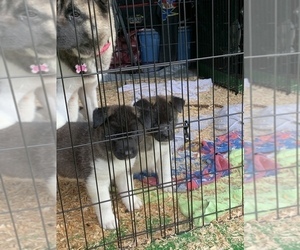 Akita Puppy for sale in SPANAWAY, WA, USA