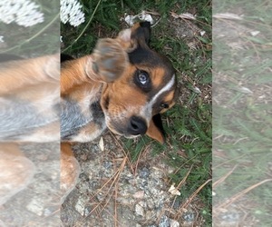 Beagle Puppy for sale in TARBORO, NC, USA