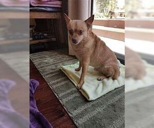 Duke - Male Chihuahua Dog for Adoption - Photo #2