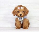 Small Photo #19 Poodle (Miniature) Puppy For Sale in LAS VEGAS, NV, USA