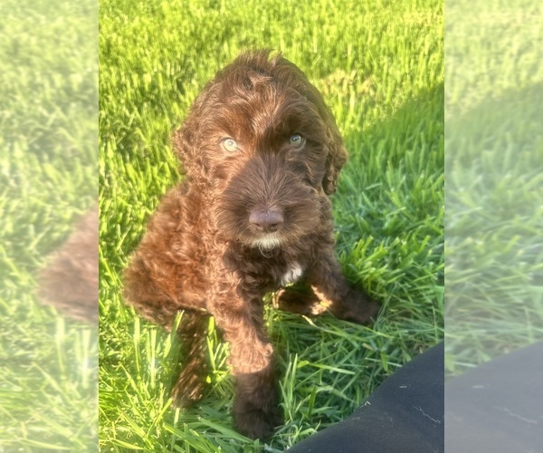 Medium Photo #8 Double Doodle Puppy For Sale in ROARING RIVER, NC, USA