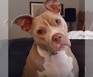 American Staffordshire Terrier-Unknown Mix Dogs for adoption in Decatur, GA, USA