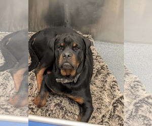 Rottweiler Dogs for adoption in Hillsboro, NH, USA