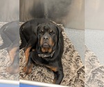 Small Rottweiler