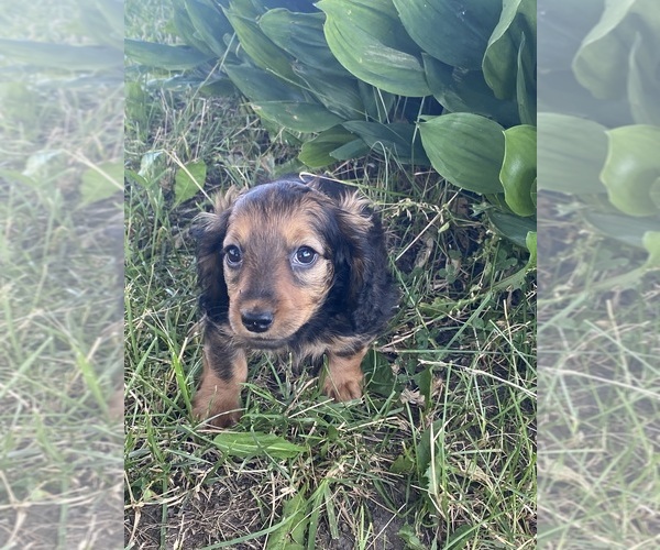 Medium Photo #2 Dachshund Puppy For Sale in CANOGA, NY, USA