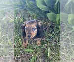 Small #1 Dachshund