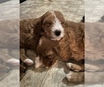 Puppy Puppy 3 Goldendoodle (Miniature)