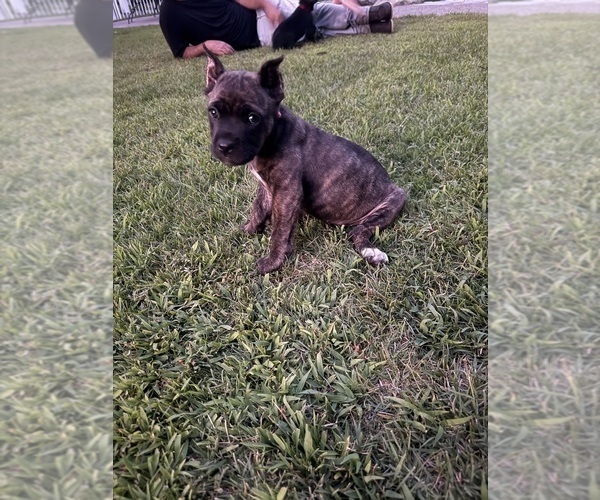 Medium Photo #1 Cane Corso Puppy For Sale in LIVERMORE, CA, USA