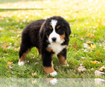 Small #3 Bernese Mountain Dog