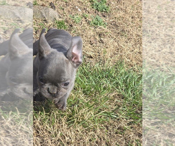Medium Photo #2 French Bulldog Puppy For Sale in GREENEVILLE, TN, USA