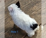 Small #6 Yorkshire Terrier