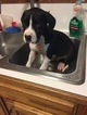 Small Photo #3 Great Dane Puppy For Sale in COVINGTON, GA, USA