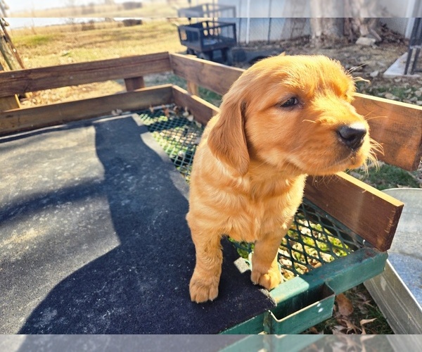 Medium Photo #3 Golden Retriever Puppy For Sale in LEON, KS, USA