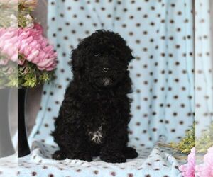 Cavapoo Puppy for Sale in RISING SUN, Maryland USA