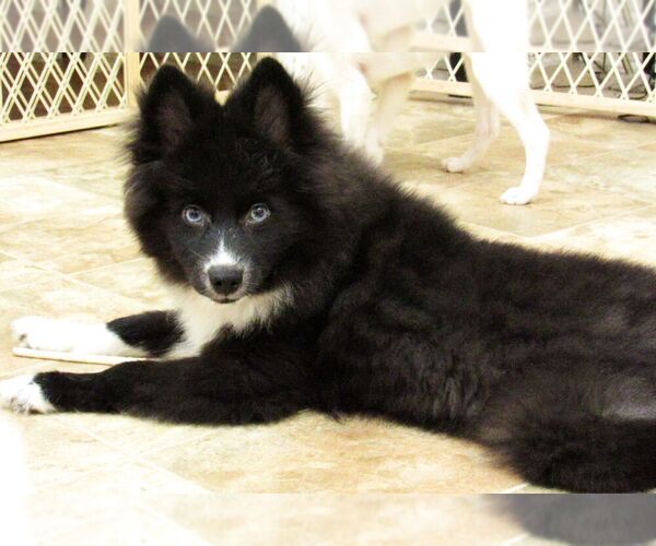 Medium Photo #4 Huskimo Puppy For Sale in SEBRING, FL, USA