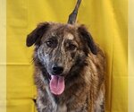 Small #3 Catahoula Leopard Dog-Great Pyrenees Mix