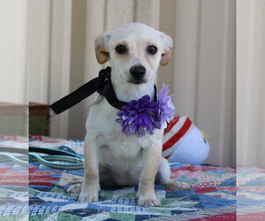 Chihuahua Dogs for adoption in Bandera, TX, USA