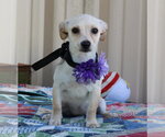 Small Chihuahua