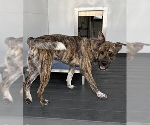 MUNTZ - Male Mutt Dog for Adoption - Photo #3