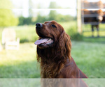 Small Photo #6 Irish Setter Puppy For Sale in JONES, MI, USA