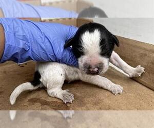 Mutt Dogs for adoption in Houston, TX, USA