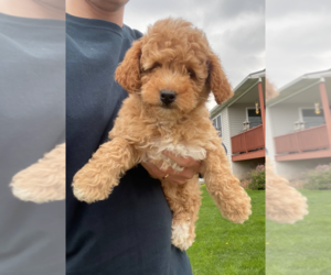 Goldendoodle (Miniature) Puppy for sale in MILWAUKEE, WI, USA