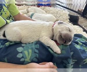 Medium English Cream Golden Retriever